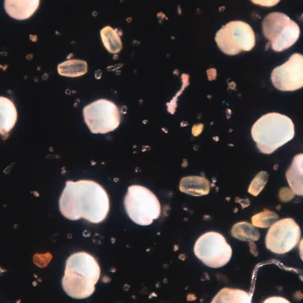 Microscope