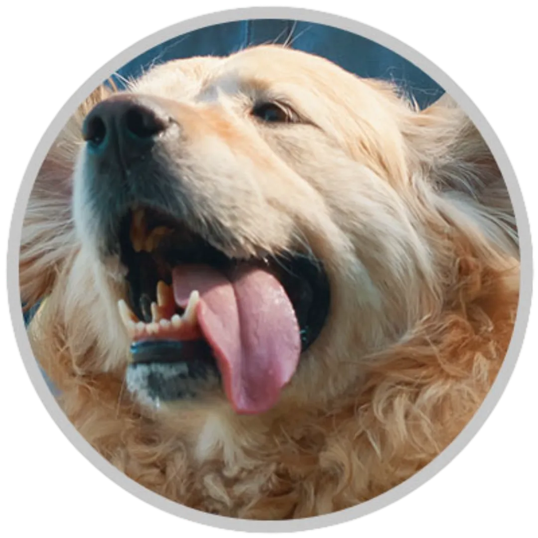 Dog outdoors with seasonal allergy symptoms.