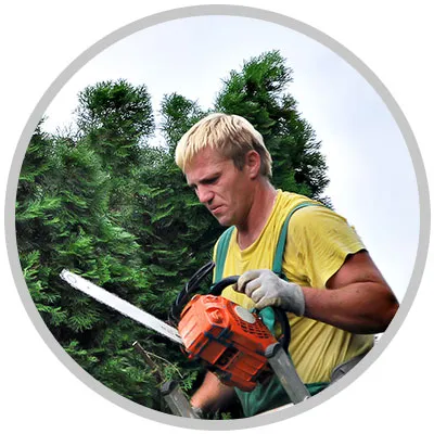 Worker trimming a tree during pollen season.