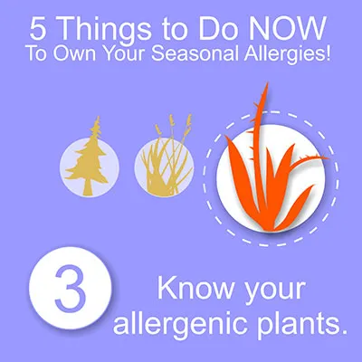 Close-up of allergenic plants outdoors.